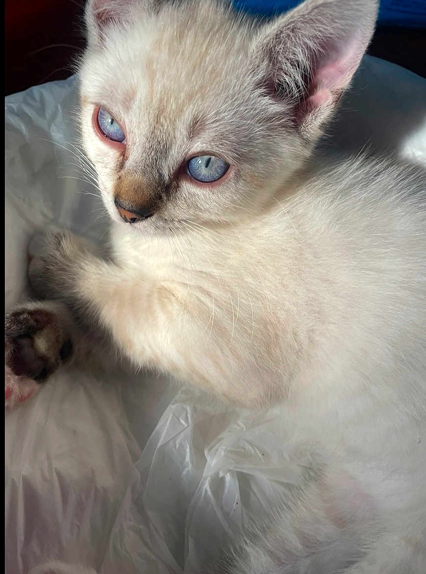 Caine joined the competition — help win amazing prizes! kitten, cat, blue_eyes, white_fur, close_up, pet, animal, cute, whiskers, paw, soft_light, indoor, fur_texture, portrait, young_animal, sleepy, resting, curious, feline, small