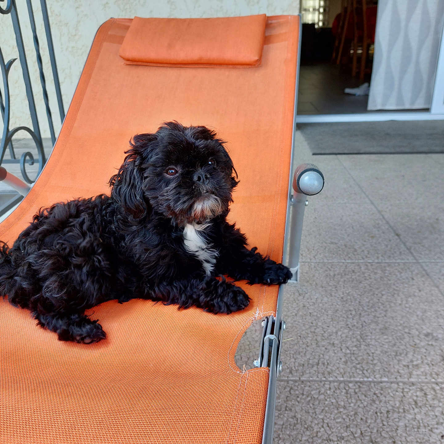 Paco a rejoint le concours — aidez-le/la à gagner de superbes lots ! accessories, affenpinscher, animal, architecture, canine, chair, cockerspaniel, couch, dog, furniture, homedecor, machine, pet, poodle, puppy, rug, shelf, spoke, strap, terrier