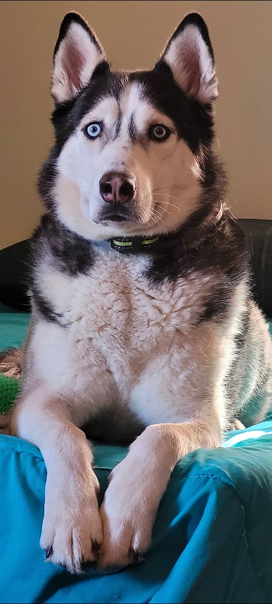 Knox joined the competition — help win amazing prizes! ancient_dog_breeds, blue, canis, carnivore, collar, companion_dog, dog, dog_breed, fur, guard_dog, herding_dog, siberian_husky, sled_dog, snout, sporting_group, terrestrial_animal, whiskers, wolf, working_animal, working_dog