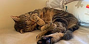 Chouquette participe au concours pour gagner de l'argent avec cette photo : animal, bed, cat, claws, closeup, cozy, cute, domestic_animal, feline, fur, indoor, pet, pillow, relaxation, resting, sleeping, soft, tabby, warm, whiskers