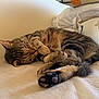 animal, bed, cat, claws, closeup, cozy, cute, domestic_animal, feline, fur, indoor, pet, pillow, relaxation, resting, sleeping, soft, tabby, warm, whiskers