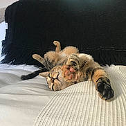 Chouquette participe au concours pour gagner de l'argent avec cette photo : animal, black_throw, blanket, cat, couch, cozy, cute, fur, furniture, home, indoor, lying_down, paw, pet, relaxed, sleepy, stretching, tabby, tabby_cat, whiskers