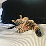 animal, black_throw, blanket, cat, couch, cozy, cute, fur, furniture, home, indoor, lying_down, paw, pet, relaxed, sleepy, stretching, tabby, tabby_cat, whiskers