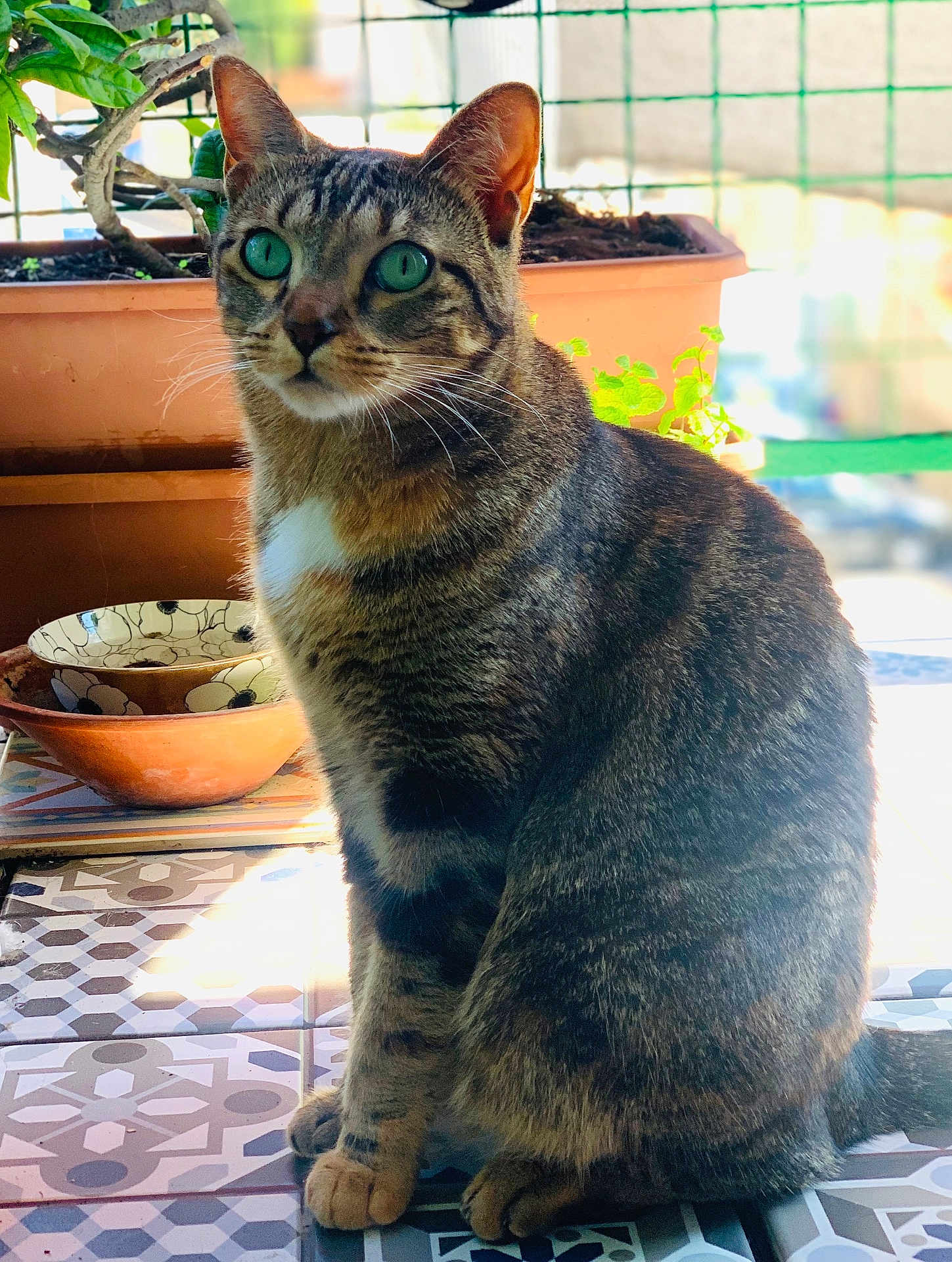 Chouquette