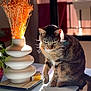 Chouquette a rejoint le concours — aidez-le/la à gagner de superbes lots ! animal, cat, cozy, decor, domestic_animal, dried_flowers, feline, fur, home, indoor, modern_design, pet, plant, relaxing, shadow, still_life, sunlight, tabby_cat, table, vase