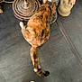 Babychoux participe au concours pour gagner de l'argent avec cette photo : animal, black, bowl, calico, cat, corner, decor, elephant_statue, feeding, floor, fur, indoor, lamp, orange, pet, quiet, tail, tote_bag, white, wood