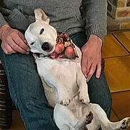 Handy participe au concours pour gagner de l'argent avec cette photo : animal, armchair, baby, bodypart, bulldog, canine, chair, clothing, couch, dog, finger, furniture, hand, husky, labradorretriever, pants, person, pet, pitbull, puppy