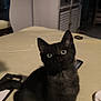 animal, bed, black_cat, blanket, cabinet, curious, domestic_cat, feline, furniture, home, indoor, kitten, looking_up, mirror, pet, phone_case, remote_control, soft_lighting, tail, young_cat