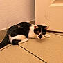 abyssinian, accessories, animal, blackcat, box, cat, hardwood, indoors, kitten, manx, pet, plywood, siamese, strap, tile, wood