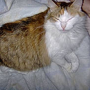 Paprika participe au concours pour gagner de l'argent avec cette photo :