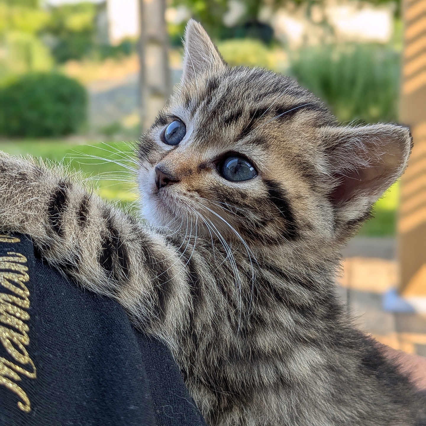 Roxy participe au concours pour gagner de l'argent avec cette photo : animal, blue_eyes, cat, close_up, curious, cute, fur, greenery, holding, kitten, nature, outdoor, person, pet, portrait, shoulder, soft_light, tabby, whiskers, young