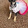 animal, carpet, chihuahua, collar, costume, curious, cute, dog, dress, ears, indoor, looking, pet, pink, polka_dots, small_dog, standing, tag, tutu, white