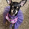 animal, chihuahua, costume, cute, dog, domestic_animal, ears, floor, indoor, looking_up, pet, pet_clothing, pink_harness, portrait, puppy, purple_tutu, small_dog, standing, tile, tiny
