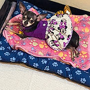Ohana Marie is registered to the contest to win money with this photo: animal, bed, blanket, chihuahua, colorful, costume, cozy, cute, dog, domestic, furniture, indoor, looking_up, minnie_mouse, paw_print, pet, purple_dress, resting, small_dog, soft_texture