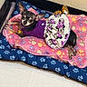 animal, bed, blanket, chihuahua, colorful, costume, cozy, cute, dog, domestic, furniture, indoor, looking_up, minnie_mouse, paw_print, pet, purple_dress, resting, small_dog, soft_texture