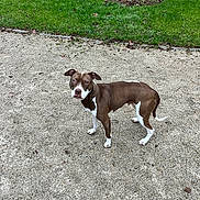 Mia participe au concours pour gagner de l'argent avec cette photo : dog, brown_and_white, outdoor, grass, tree, gravel, animal, pet, curious, alert, standing, canine, nature, daylight, ears_up, looking, ground, park, friendly, mammal