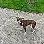 Mia participe au concours pour gagner de l'argent avec cette photo : dog, brown, white, standing, alert, outdoor, grass, gravel, pet, animal, canine, nature, park, daytime, ears, tail, four_legs, looking, ground, fur