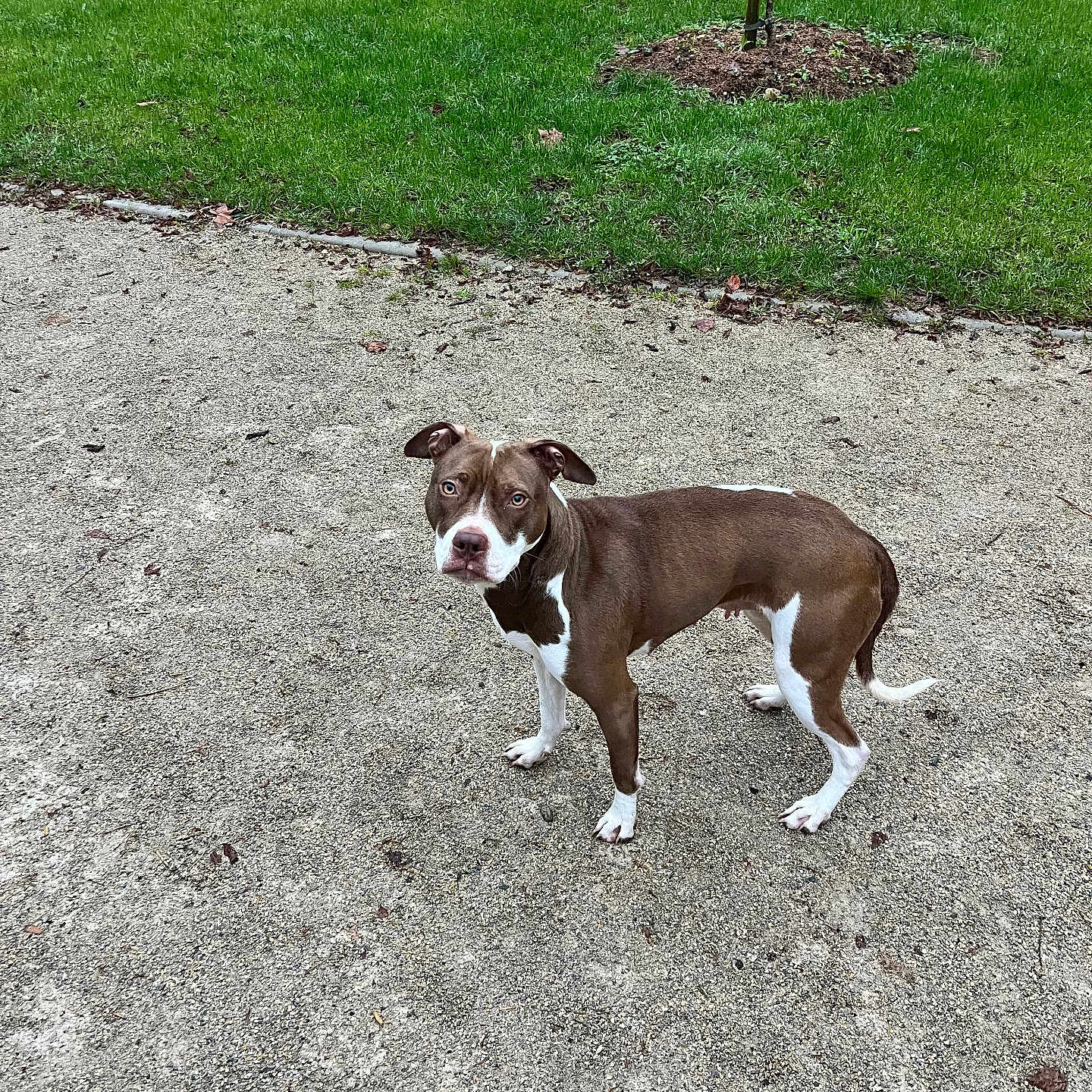 Mia participe au concours pour gagner de l'argent avec cette photo : alert, animal, brown, canine, daytime, dog, ears, four_legs, fur, grass, gravel, ground, looking, nature, outdoor, park, pet, standing, tail, white