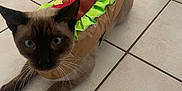 Logan is registered to the contest to win money with this photo: animal, blue_eyes, brown, cat, costume, curious, cute, domestic_animal, ears, floor, funny, hot_dog_costume, indoor, lying_down, pet, playful, siamese_cat, tail, tile_floor, whiskers