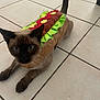 animal, blue_eyes, brown, cat, costume, curious, cute, domestic_animal, ears, floor, funny, hot_dog_costume, indoor, lying_down, pet, playful, siamese_cat, tail, tile_floor, whiskers