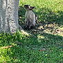 Logan is registered to the contest to win money with this photo: alert, animal, cat, curious, daytime, ears_up, feline, grass, greenery, looking_up, mammal, nature, outdoor, pet, shadow, siamese_cat, sitting, sunlight, tree, whiskers