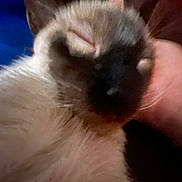 Logan joined the competition — help win amazing prizes! animal, blurred, cat, close_up, companion, cozy, cute, domestic, face, feline, fur, hand, indoor, mammal, pet, relaxed, resting, siamese, sleeping, whiskers