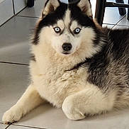 Vaïna participe au concours pour gagner de l'argent avec cette photo : black_and_white, blue_eyes, canine, dog, ears, fluffy, fur, furniture, home, indoor, looking_at_camera, lying_down, muzzle, pet, photograph, portrait, relaxed, siberian_husky, smartphone_screenshot, tiled_floor