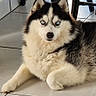 black_and_white, blue_eyes, canine, dog, ears, fluffy, fur, furniture, home, indoor, looking_at_camera, lying_down, muzzle, pet, photograph, portrait, relaxed, siberian_husky, smartphone_screenshot, tiled_floor