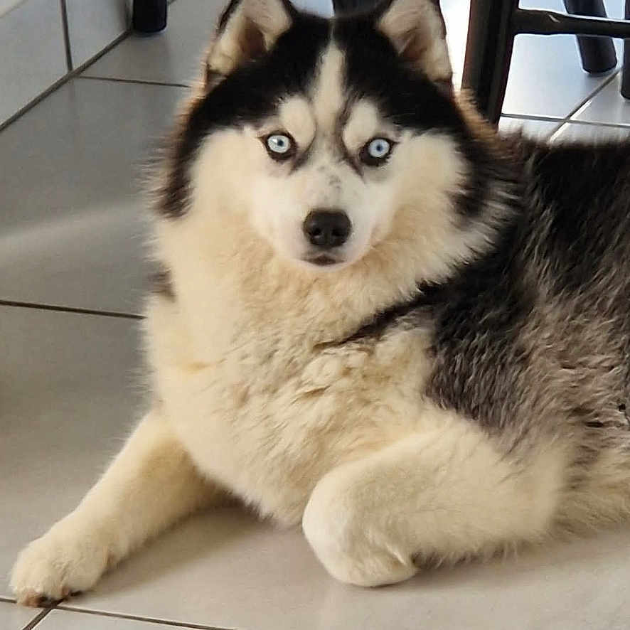 Vaïna