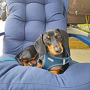 Ollie joined the competition — help win amazing prizes! animal, blue_chair, blue_harness, canine, companion, cushion, cute, dachshund, dog, domestic_animal, ears, fur, furniture, looking, outdoor, patio, pet, puppy, relaxed, small_dog