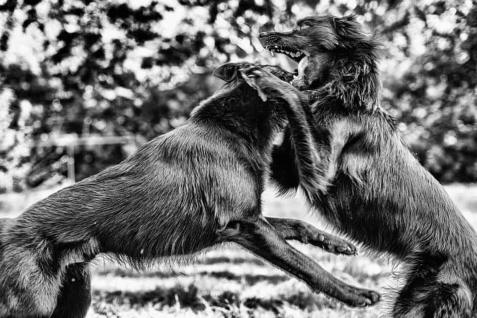 Ola participe au concours pour gagner de l'argent avec cette photo : art, black_and_white, canidae, carnivore, claw, dog, dog_breed, fur, monochrome, monochrome_photography, mustelidae, paw, snout, sporting_group, stock_photography, style, tail, terrestrial_animal, whiskers, wildlife
