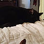 Quincy joined the competition — help win amazing prizes! cat, black_cat, bed, blanket, indoor, sleeping, cozy, fur, animal, pet, resting, ear, home, feline, domestic_animal, two_cats, quiet, soft_texture, comfort, relaxation