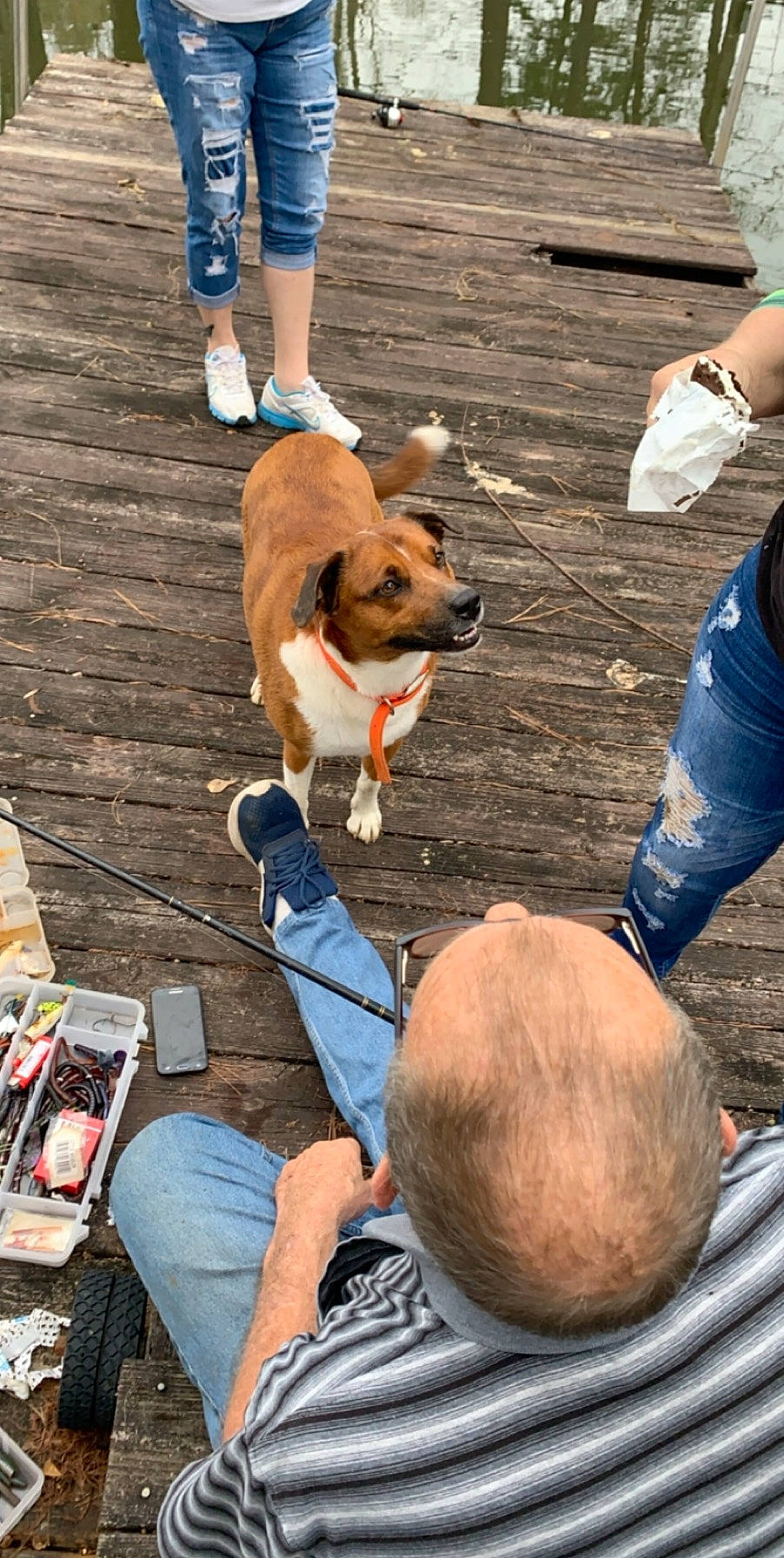 Tucker joined the competition — help win amazing prizes! canidae, carnivore, companion_dog, dog, dog_breed, jeans, leash, pembroke_welsh_corgi, sporting_group, street_dog, welsh_corgi