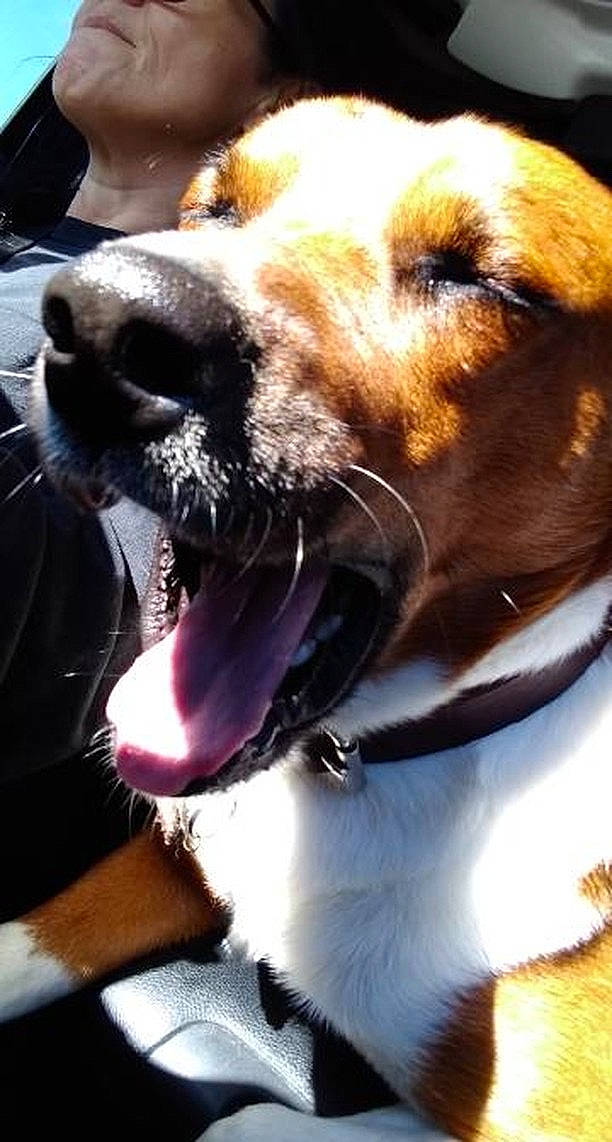 Tucker joined the competition — help win amazing prizes! canidae, carnivore, dog, dog_breed, ear, fawn, mammal, mouth, nose, puppy_love, snout, sporting_group, tooth, whiskers