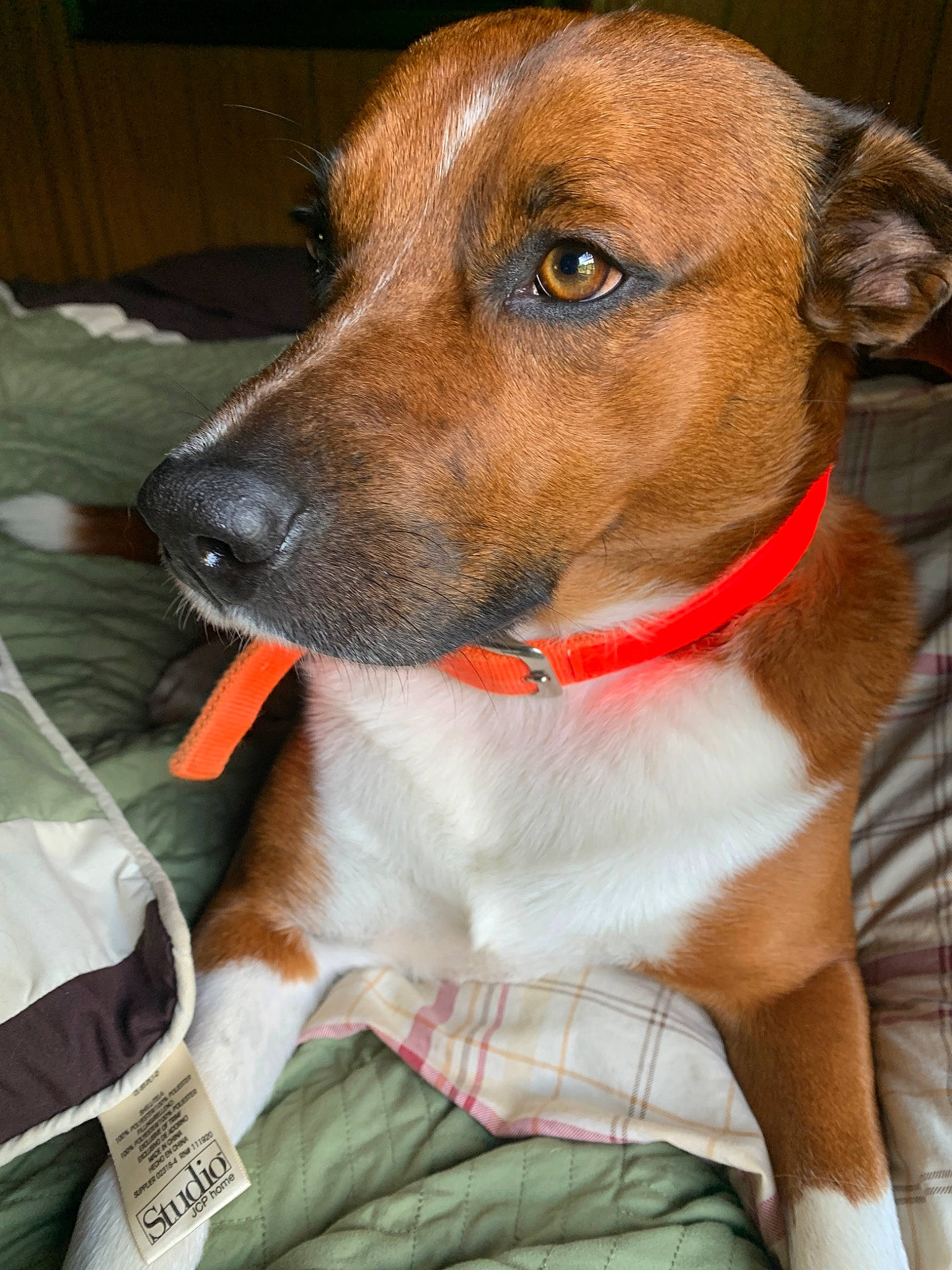 Tucker joined the competition — help win amazing prizes! austrian_pinscher, canidae, carnivore, companion_dog, dog, dog_breed, fawn, feist, mammal, mountain_cur, plummer_terrier, potcake_dog, rare_breed_dog, rat_terrier, russell_terrier, snout, vertebrate, whiskers