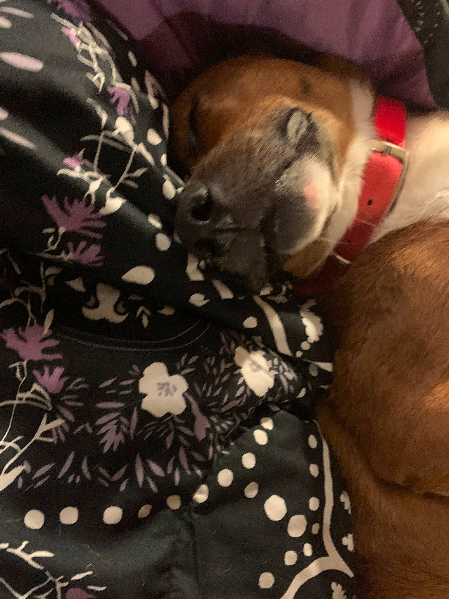 Tucker joined the competition — help win amazing prizes! canidae, carnivore, dog, fawn