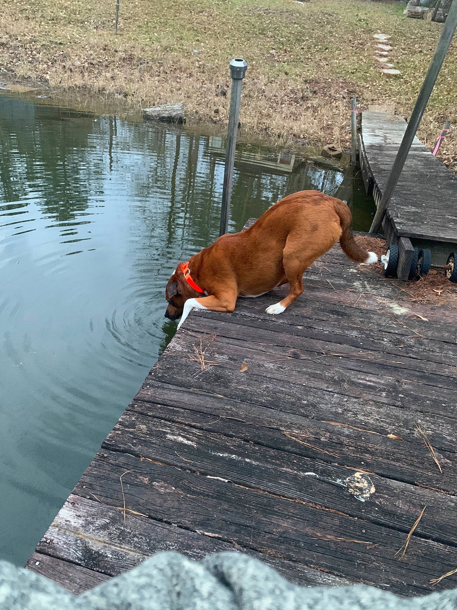 Tucker is registered to the contest to win money with this photo: boxer, canidae, carnivore, dog, dog_breed, fawn, sporting_group