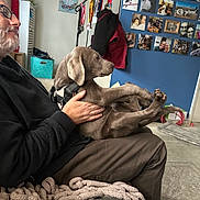 Harper Lee Sparkles joined the competition — help win amazing prizes! man, dog, indoor, seated, gray_dog, blanket, couch, photographs, wall, personal_photos, relaxed, casual_clothing, pet, home, cozy, hands, floor, carpet, leisure, portrait