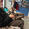 man, dog, indoor, seated, gray_dog, blanket, couch, photographs, wall, personal_photos, relaxed, casual_clothing, pet, home, cozy, hands, floor, carpet, leisure, portrait
