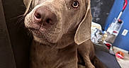 Harper Lee Sparkles is registered to the contest to win money with this photo: dog, indoor, couch, brown_dog, pet, curious, close_up, animal, living_room, ribbons, background_blur, box, package, floor, home, domestic, ears, face, snout, expression