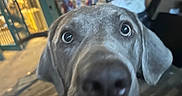 Harper Lee Sparkles is registered to the contest to win money with this photo: animal, background, blurry, box, canine, carpet, close_up, dog, door, excited, floor, furniture, happy, household_items, indoor, mouth_open, pet, portrait, shelf, wide_eyes