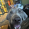 Harper Lee Sparkles is registered to the contest to win money with this photo: dog, close_up, indoor, happy, excited, mouth_open, wide_eyes, blurry, background, door, shelf, household_items, floor, carpet, box, furniture, pet, canine, animal, portrait