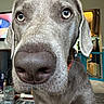 Harper Lee Sparkles joined the competition — help win amazing prizes! dog, close_up, nose, eyes, living_room, furniture, television, pet, canine, indoor, home, curious, portrait, animal, whiskers, ears, floor, gate, collar, domestic