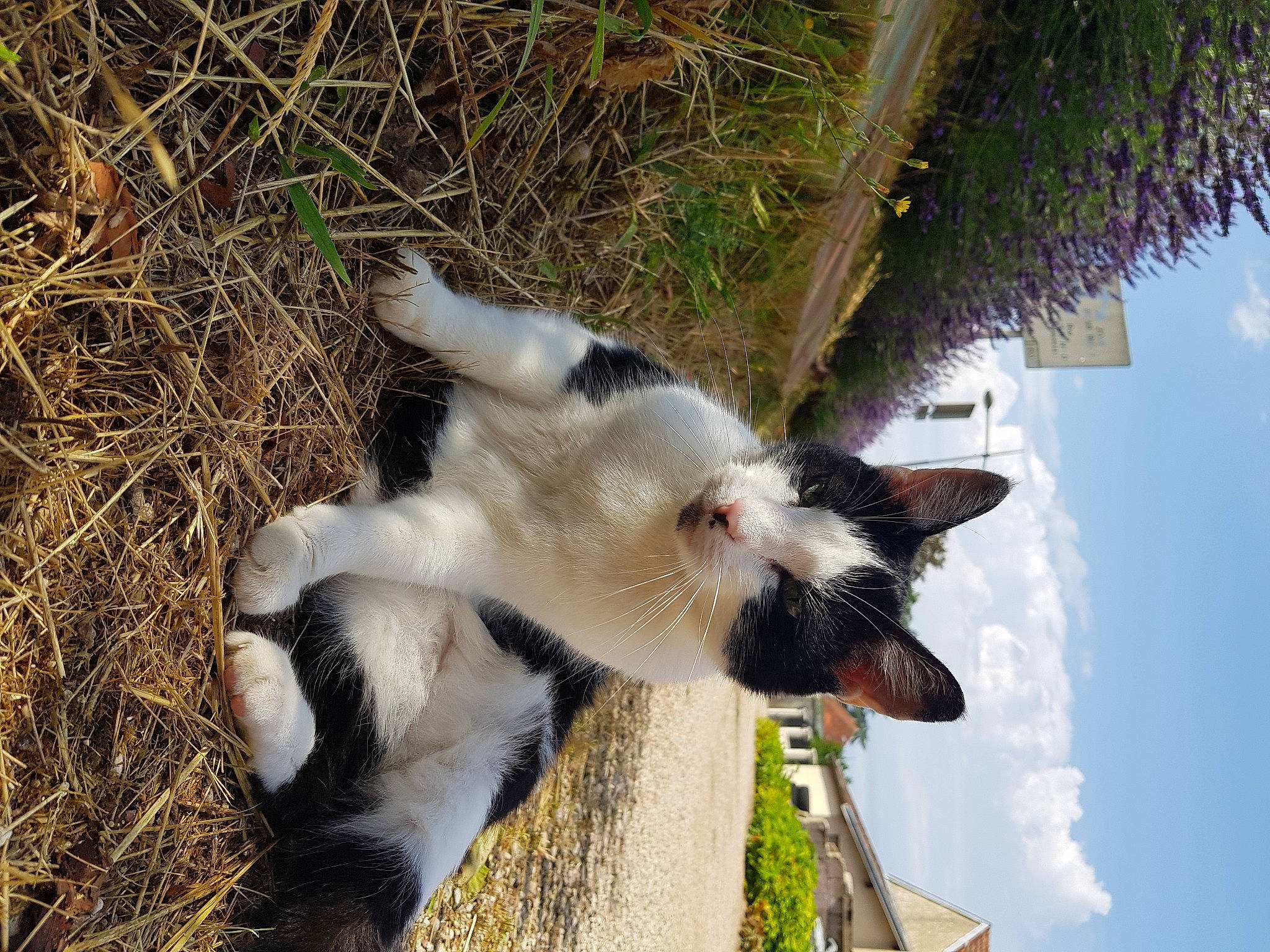 Bidou a rejoint le concours — aidez-le/la à gagner de superbes lots ! canidae, carnivore, cloud, collar, companion_dog, dog_breed, felidae, fur, goat, grass, marsupial, plant, sky, small_to_medium_sized_cats, snout, sporting_group, tail, terrestrial_animal, tree, whiskers