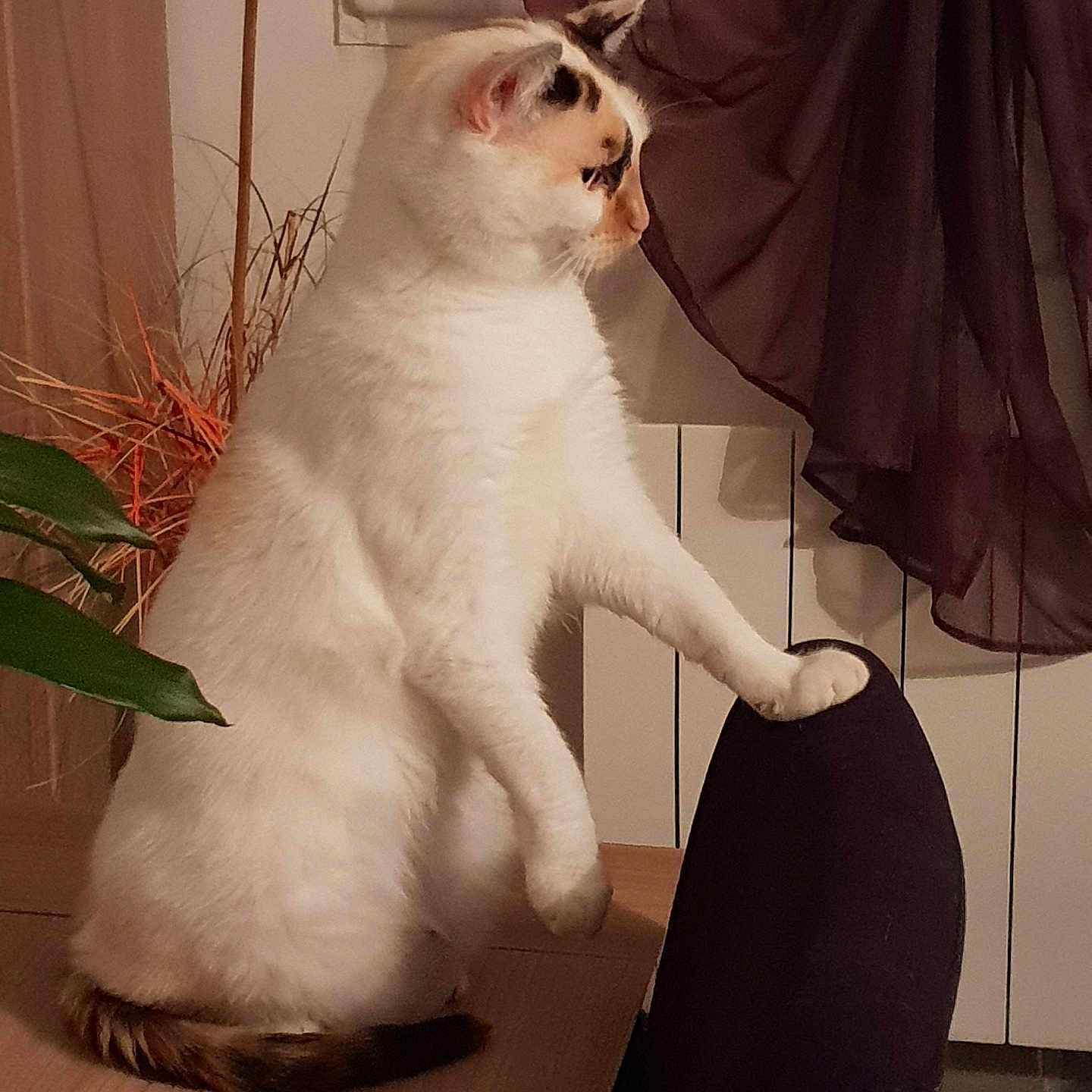 Caline a rejoint le concours — aidez-le/la à gagner de superbes lots ! calm, cat, chair, curious, curtains, decor, domestic_animal, feline, fur, home, indoor, paw_on_chair, pet, plant, quiet, resting_paw, sitting, table, white_cat, window