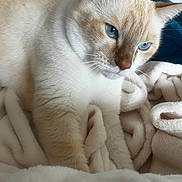 Shelby participe au concours pour gagner de l'argent avec cette photo : animal, blanket, blue_eyes, cat, close_up, comfort, cozy, cream_fur, cute, domestic_animal, feline, fur, indoor, pet, portrait, relaxed, resting, sleepy, soft_texture, whiskers