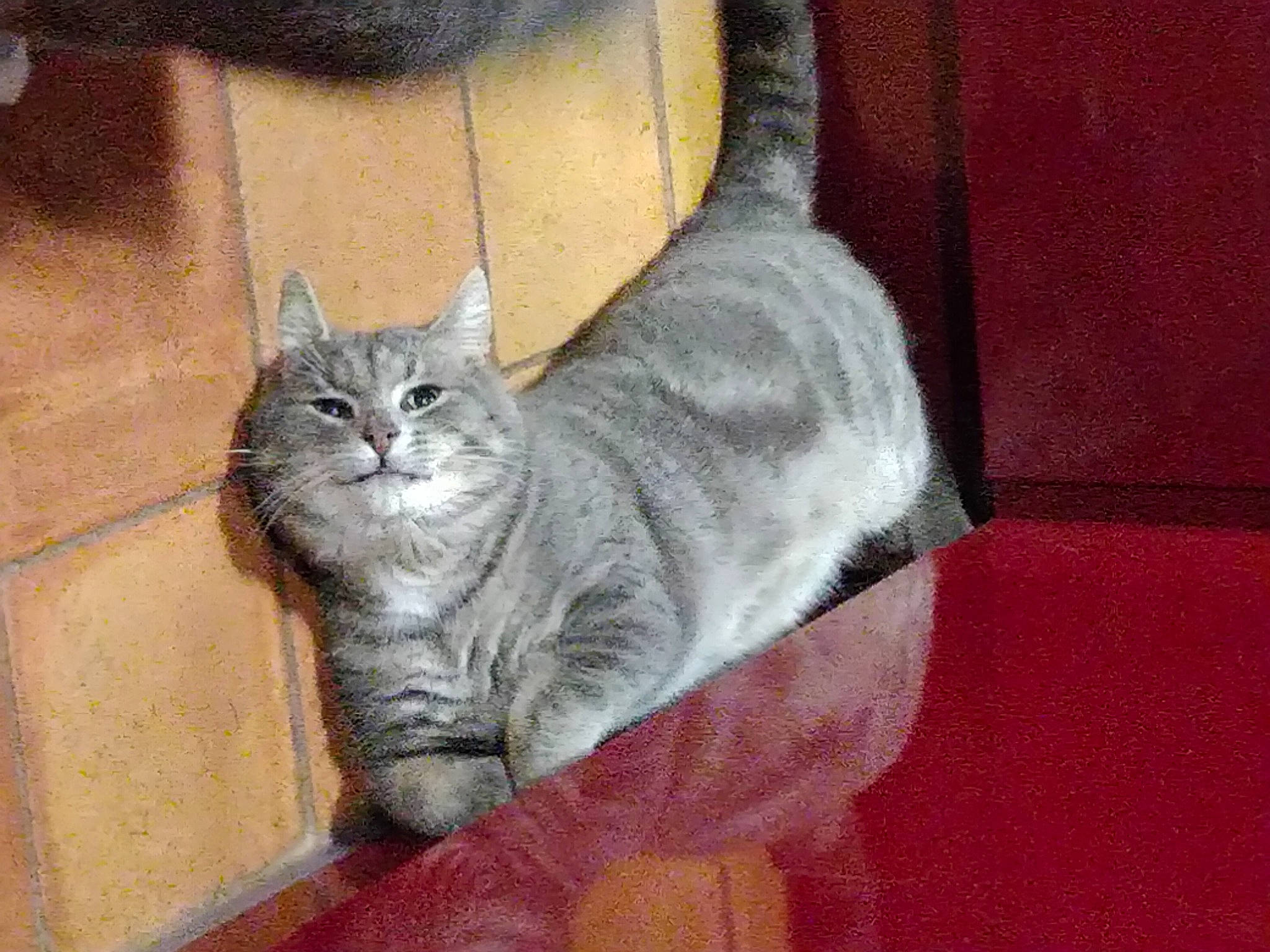 Oslo a rejoint le concours — aidez-le/la à gagner de superbes lots ! box, carnivore, cat, comfort, domestic_short_haired_cat, felidae, fur, grey, paw, sitting, small_to_medium_sized_cats, snout, tail, whiskers, window