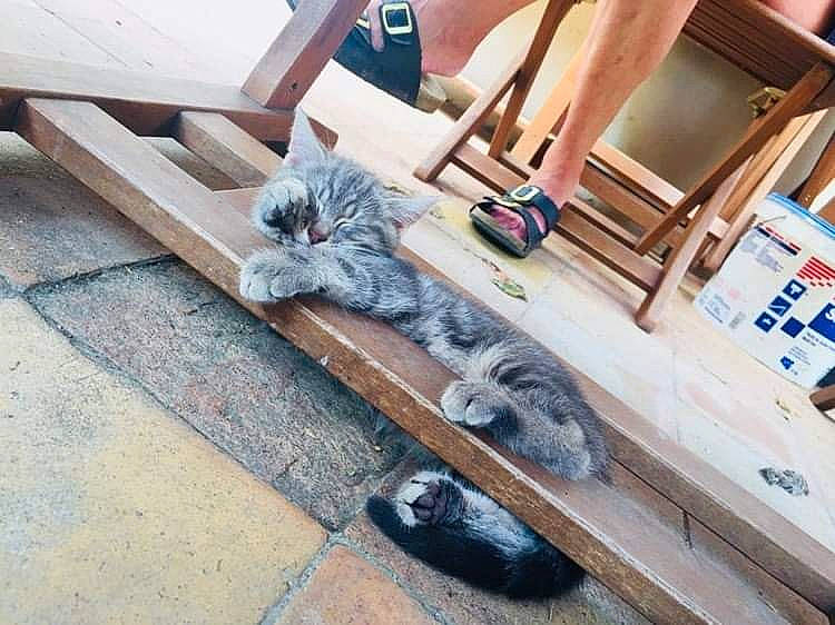 Oslo participe au concours pour gagner de l'argent avec cette photo : carnivore, cat, chair, domestic_short_haired_cat, felidae, floor, flooring, fur, grey, hardwood, human_leg, metal, porch, shorts, small_to_medium_sized_cats, sporting_group, tail, tree, whiskers, wood