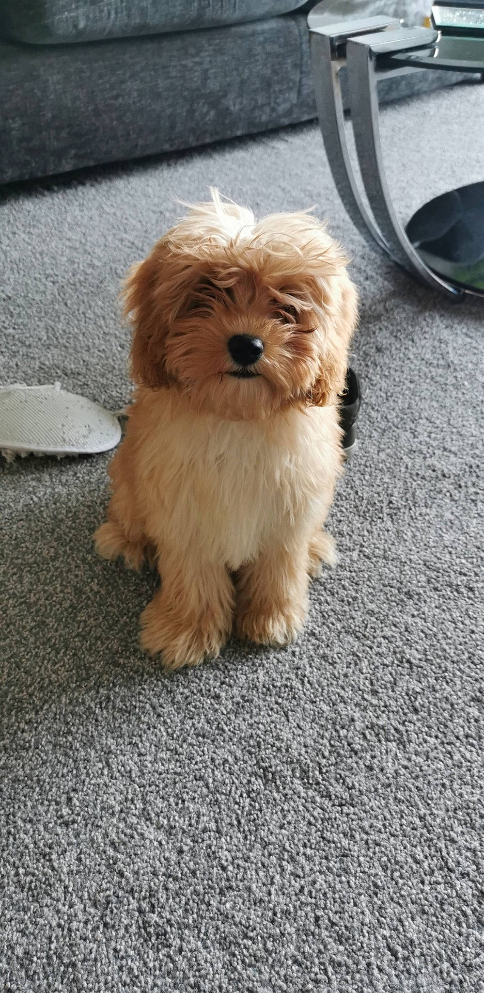 Lula joined the competition — help win amazing prizes! bolonka, canidae, carnivore, cavachon, cavapoo, chinese_imperial_dog, companion_dog, dog, dog_breed, havanese, maltepoo, maltese, mammal, pekapoo, poodle_crossbreed, puppy, schnoodle, shih_poo, shih_tzu, vertebrate