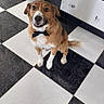 Lascar a rejoint le concours — aidez-le/la à gagner de superbes lots ! dog, bow_tie, floor, checkered_floor, black_and_white, vase, decorative_vase, indoor, pet, sitting, looking_up, happy, animal, fur, ears, tail, snout, mouth_open, eyes, tile